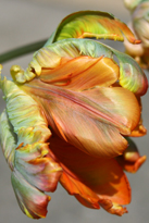 parrot tulip